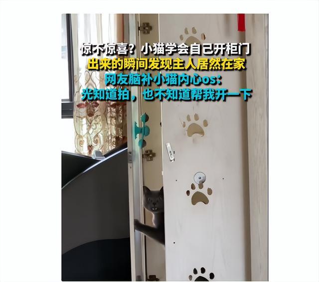 喵星人自学开锁柜门一开竟遇主人凝视：铲屎的你倒是搭把手啊！(图2)