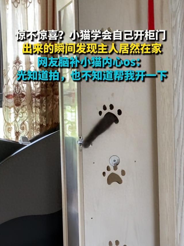 喵星人自学开锁柜门一开竟遇主人凝视：铲屎的你倒是搭把手啊！(图1)