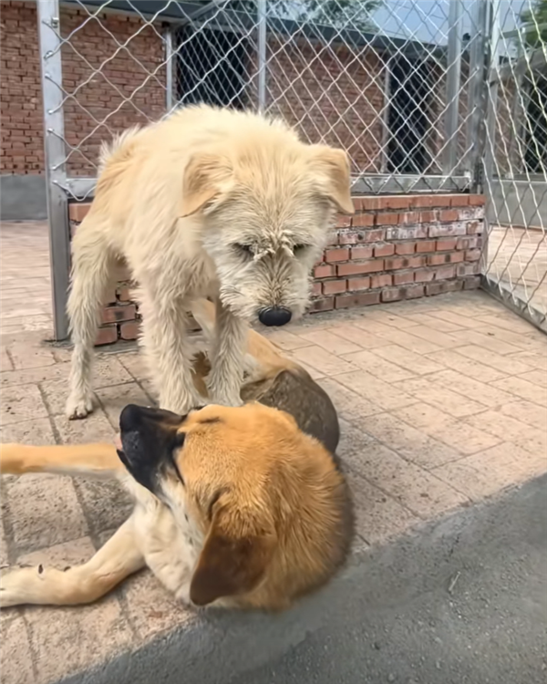 中国下司犬外网爆火被称为中国狗王！老外真人模仿经典一幕(图3)