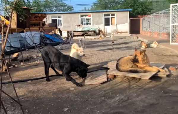 中国下司犬外网爆火被称为中国狗王！老外真人模仿经典一幕(图4)