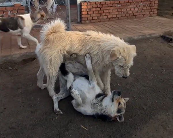 中国下司犬外网爆火被称为中国狗王！老外真人模仿经典一幕(图5)
